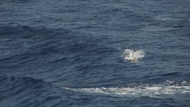 Stripete Delfiner Som Hopper Utenfor Havet Sakte Film 240 Fps – stockvideo