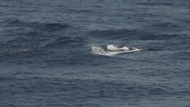 条纹海豚在海面外跳跃慢镜头240 Fps — 图库视频影像
