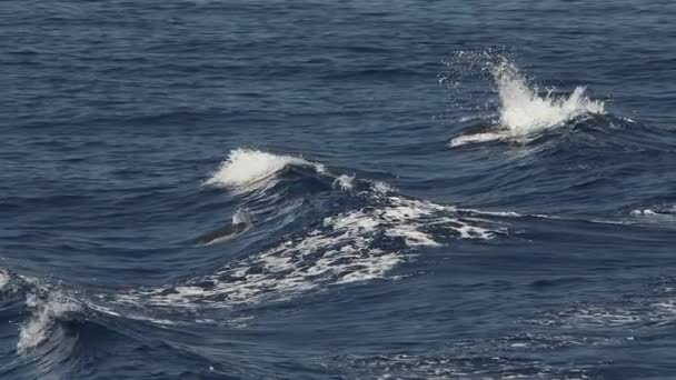 Delfines Rayados Saltando Fuera Del Mar Imágenes Cámara Lenta 240 — Vídeo de stock