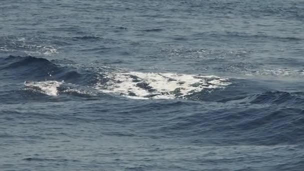 속에서 동작을 줄무늬 돌고래 240 마리의 — 비디오