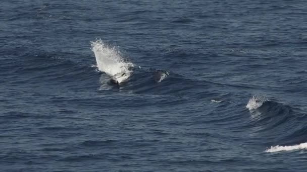 Delfines Rayados Saltando Fuera Del Mar Imágenes Cámara Lenta 240 — Vídeos de Stock