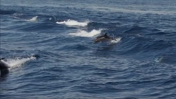 Gestreepte Dolfijnen Springen Buiten Zee Slow Motion Beelden 240 Fps — Stockvideo