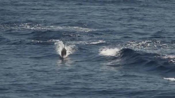 Gestreifte Delfine Springen Außerhalb Des Meeres Zeitlupenaufnahmen 240 Fps — Stockvideo