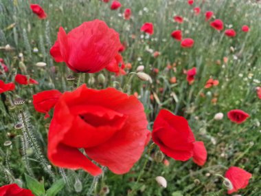 Yeşil çimen manzaralı kırmızı gelincik çiçeği