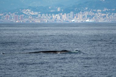 Balaenoptera physalus, yaygın yüzgeç balinası Ligurian Denizi 'ne göçü sırasında İtalya' nın Cenova kıyılarında gezinir..