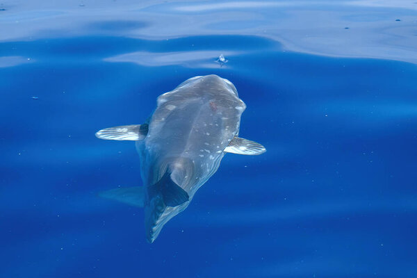 Sunfish on sea surface while eating jellyfish hydrozoa velella