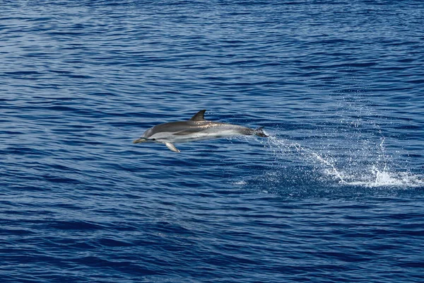 Szczęśliwy Pasiasty Delfin Skacze Wysoko Genoa Ligurian Morze Włochy — Zdjęcie stockowe