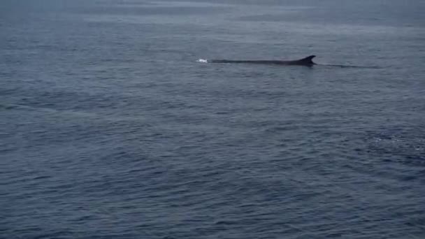 Skupina Velryb Velmi Vzácné Vidět Spolu Při Dýchání Mořském Povrchu — Stock video