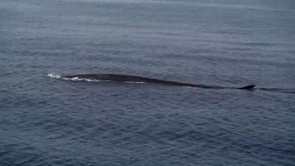 Gruppo Balene Pinna Molto Raro Vedere Insieme Mentre Respira Sulla — Video Stock