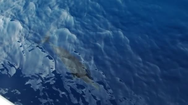 Gestreepte Dolfijnen Springen Buiten Zee Surfen Golven Slow Motion Beelden — Stockvideo