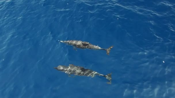 Csíkos Delfinek Ugrás Kívül Tenger Szörfözés Hullámok Lassított Felvétel 240 — Stock videók