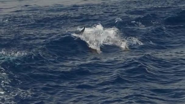 Полосатые Дельфины Прыгающие Океан Плавающие Волнах Замедленные Съемки 240 Кадров — стоковое видео