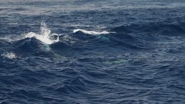 Csíkos Delfinek Ugrás Kívül Tenger Szörfözés Hullámok Lassított Felvétel 240 — Stock videók