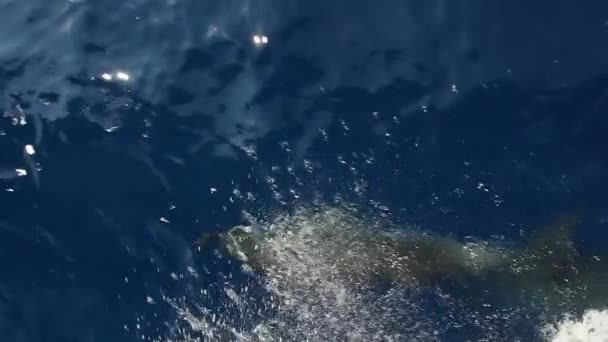 Delfines Rayados Saltando Fuera Del Mar Surfeando Las Olas Imágenes — Vídeos de Stock