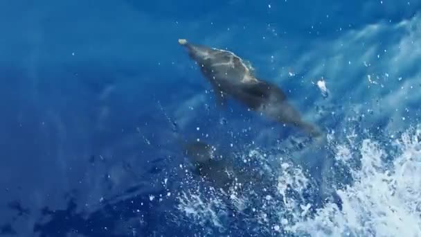 Delfines Rayados Saltando Fuera Del Mar Surfeando Las Olas Imágenes — Vídeo de stock