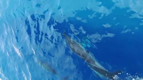 Stribede Delfiner Hoppe Uden Havet Surfin Bølgerne Slowmotion Optagelser 240 – Stock-video
