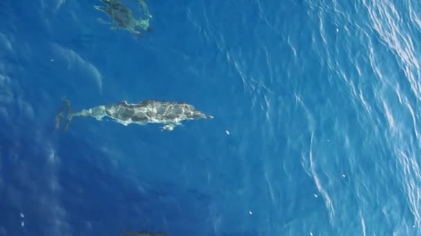 Golfinhos Listrados Pulando Fora Mar Surfando Nas Ondas Imagens Câmera — Vídeo de Stock