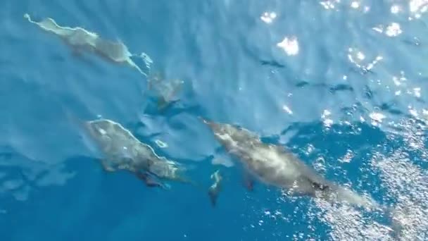 Çizgili Yunuslar Denizin Dışına Atlıyor Dalgalarda Yüzüyorlar Yavaş Çekim 240 — Stok video