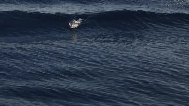 Delfines Rayados Saltando Fuera Del Mar Surfeando Las Olas Imágenes — Vídeos de Stock