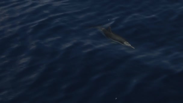 Pruhované Delfíni Skákání Mimo Moře Surfování Vlnách Zpomalení Záběry 240 — Stock video