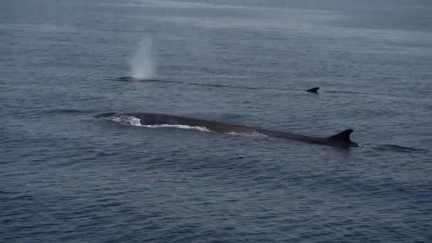 Fin Whale Group Very Rare See Together While While Breathing — Stock Video
