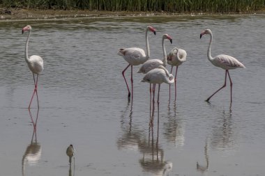 Vendicari, Sicilya 'nın doğa vahasında vahşi flamingolar.