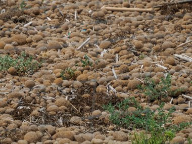 Sicilya Vendikari İtalya 'daki Posidonia alglerinden mükemmel bir top yaratıldı.