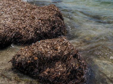 Sicilya Vendicari İtalya 'da kurutulmuş Posidonia algleri.