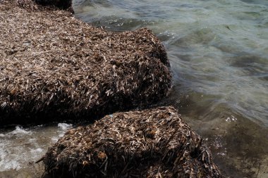 Sicilya Vendicari İtalya 'da kurutulmuş Posidonia algleri.