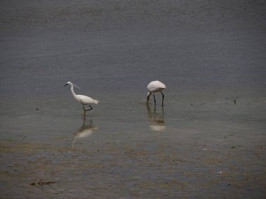 Vendicari vahasında avlanan kuşlar Sicilya 'da