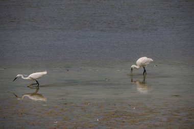 Vendicari vahasında avlanan kuşlar Sicilya 'da