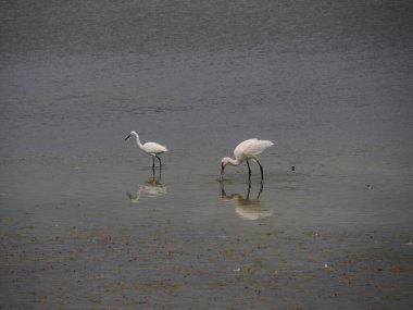Vendicari vahasında avlanan kuşlar Sicilya 'da