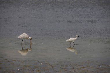 Vendicari vahasında avlanan kuşlar Sicilya 'da