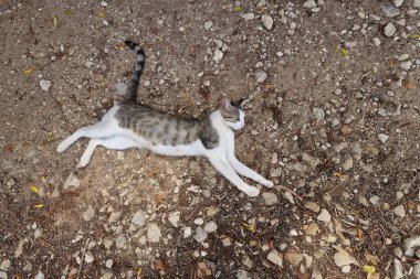 Sicilya Vendicari Noto 'da dinlenen bir kedi.