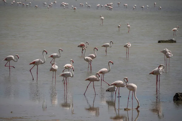 Flamingos Selvagens Oásis Reserva Natural Vendicari Sicília — Fotografia de Stock