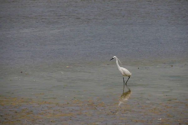 stock image birds fishing in vendicari oasis sicily italy