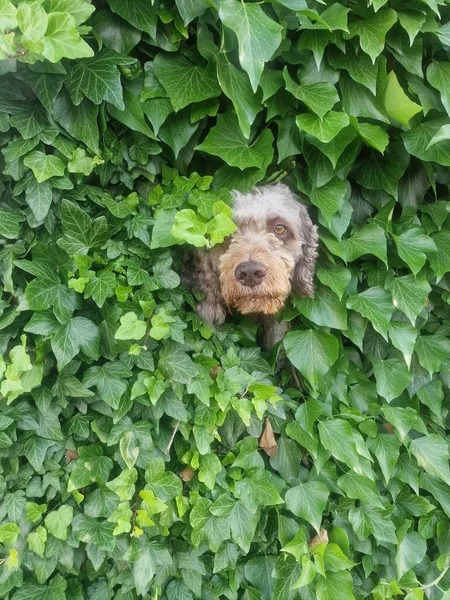 Cão Escondido Hedgeaa — Fotografia de Stock