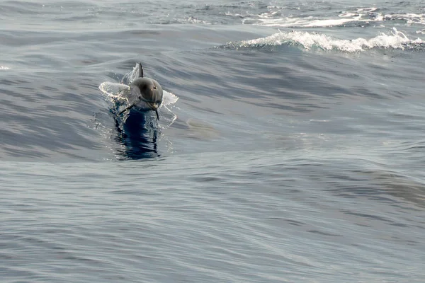 Pruhovaný Delfín Skákající Moře — Stock fotografie