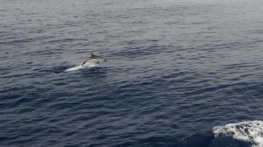 Çizgili yunuslar ağır çekimde zıplıyorlar