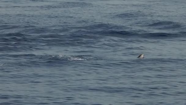 줄무늬 돌고래는 동작을 넘는다 — 비디오