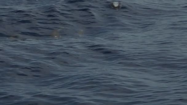 Полосатые Дельфины Прыгающие Медленно — стоковое видео