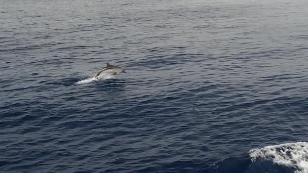 Смугасті Дельфіни Стрибають Повільним Рухом — стокове відео