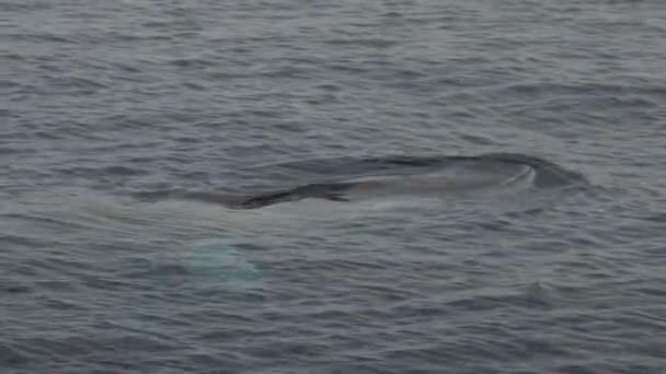Fin Whale Breathing Close Sound Breathe Fin Whale Second Largest — Stock Video