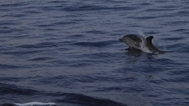 Golfinhos Listrados Pulando Fora Mar Imagens Câmera Lenta — Vídeo de Stock