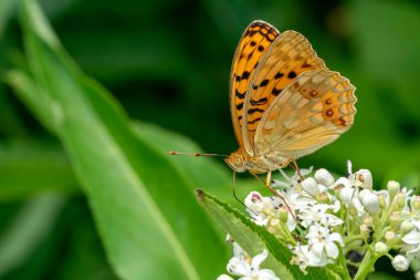 Kelebek Küçük Heath, Coenonympha Pamphilus, doğada fotoğraflandı.
