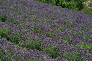 Bir lavanta alanı geniş açılı manzara manzarası