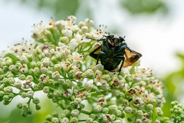 Ein Käfer Grüner Rosenkäfer Cetonia Aurata Auf Danewort Sambucus Ebulus — Stockfoto