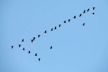 Mavi gökyüzünde yüksekten uçan parlak aynak (Plegadis falcinellus) grubunun siluet görüntüsü