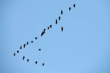 Mavi gökyüzünde yüksekten uçan parlak aynak (Plegadis falcinellus) grubunun siluet görüntüsü