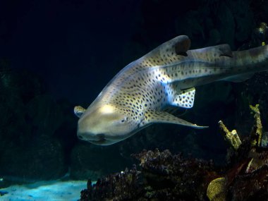 Bir Stegostoma fasciatum zebra leopar köpekbalığı size su altında geldi.